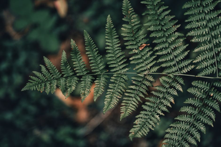 A detailed close-up of a lush green fern leaf with a natural blurred background.