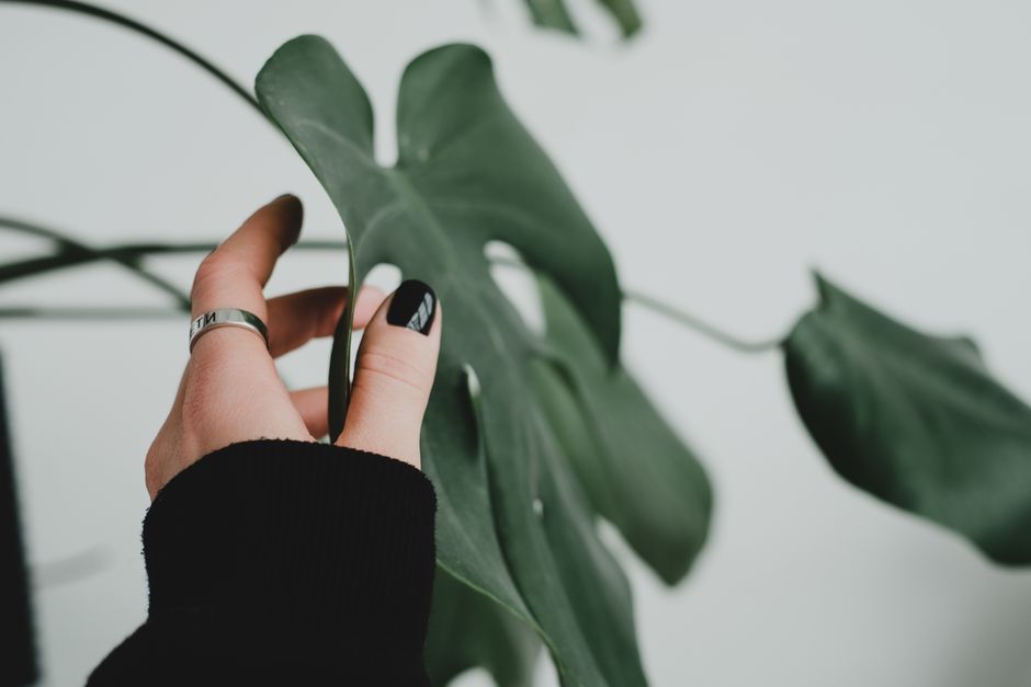 A hand with a ring delicately holds a monstera leaf, showcasing modern minimalism.