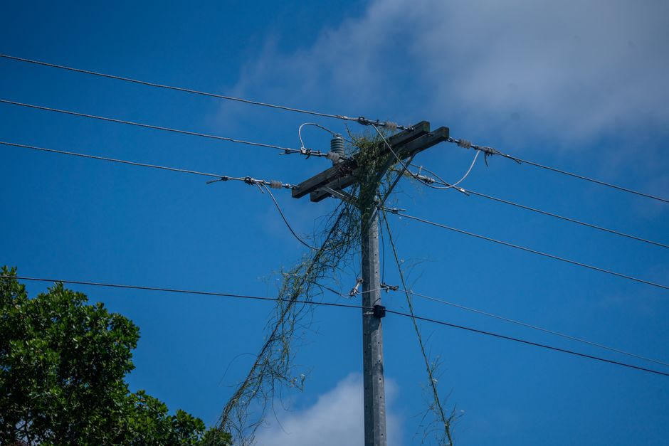 Electric power line entangled with vegetation against a bright blue sky background.